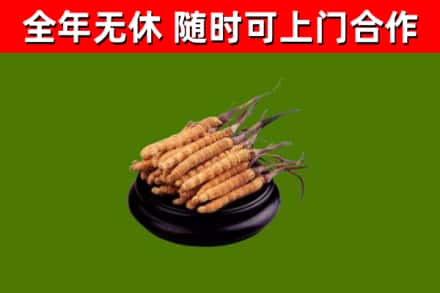 峄城回收冬虫夏草